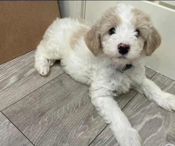 cavapoo-for-sale-in-portsmouth