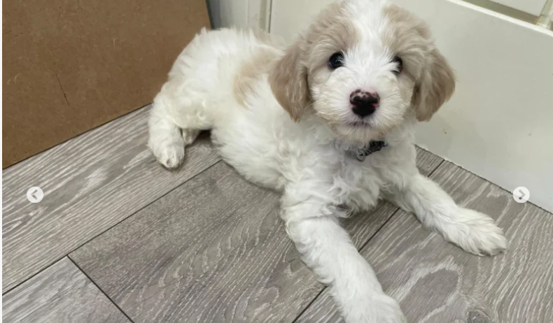 Adorable, cute Cavapoo F1b puppies