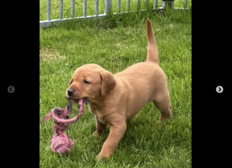 labrador-for-sale-in-southam