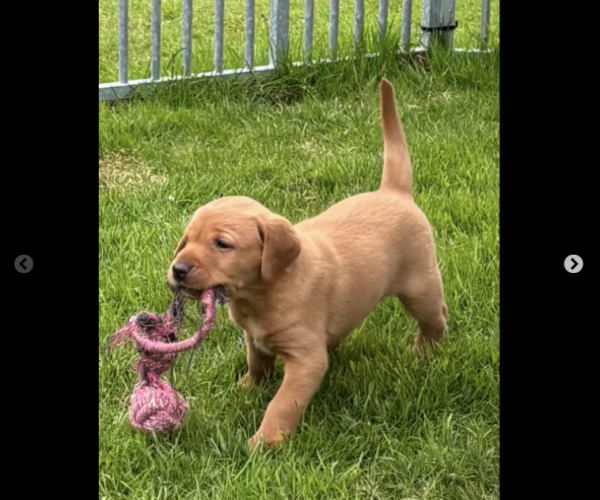 labrador-for-sale-in-southam