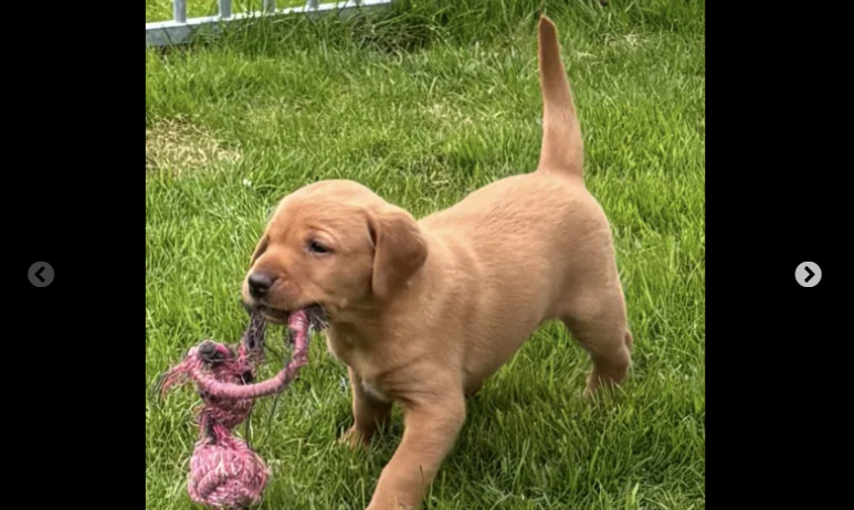 Kc reg fully health tested labrador puppies for sale in southam