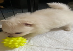 Pomeranian Puppies for sale in Launceston, Cornwall