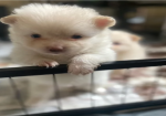 Pomeranian Puppies for sale in Launceston, Cornwall