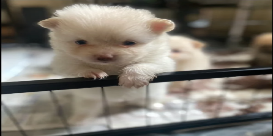 Pomeranian Puppies for sale in Launceston, Cornwall