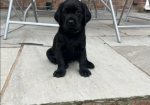 Labrador Retriever Puppies for Sale in Fakenham, Norfolk