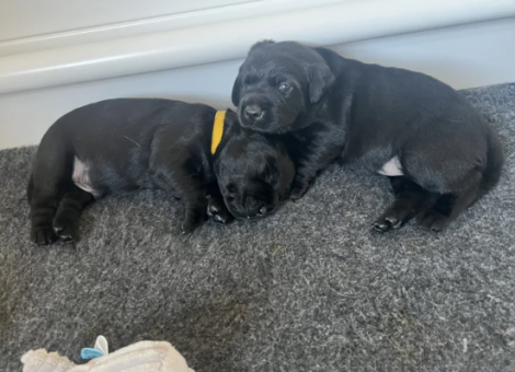 1-Boy-and-1-Girl-Left-From-This-Stunning-Litter-Of-KC-Lab-Puppies-for-sale-in-Fakenham-Norfolk-1-2