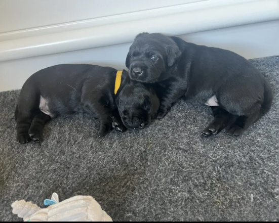 1-Boy-and-1-Girl-Left-From-This-Stunning-Litter-Of-KC-Lab-Puppies-for-sale-in-Fakenham-Norfolk-1-2