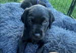 Labrador Retriever Puppies for Sale in Fakenham, Norfolk