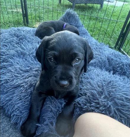 Labrador Retriever Puppies for Sale in Fakenham, Norfolk