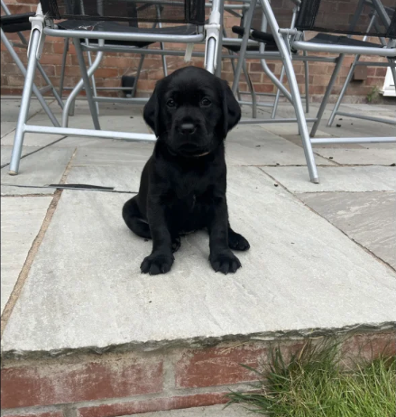 Labrador Retriever Puppies for Sale in Fakenham, Norfolk