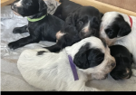 An incredible litter of Cocker Spaniel puppies for sale in Carnforth, Lancashire.