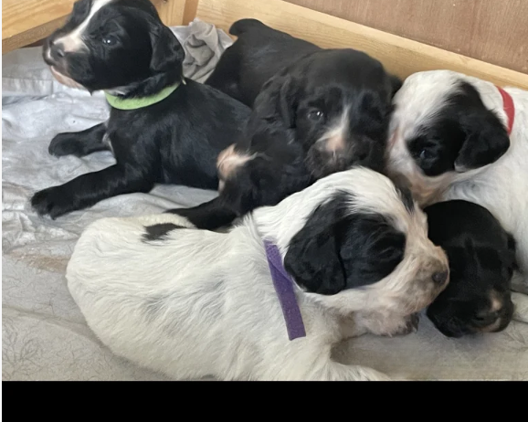 An incredible litter of Cocker Spaniel puppies for sale in Carnforth, Lancashire.