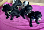 An incredible litter of Cocker Spaniel puppies for sale in Carnforth, Lancashire.