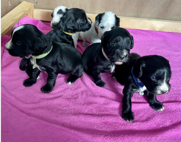 An incredible litter of Cocker Spaniel puppies for sale in Carnforth, Lancashire.