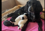 An incredible litter of Cocker Spaniel puppies for sale in Carnforth, Lancashire.