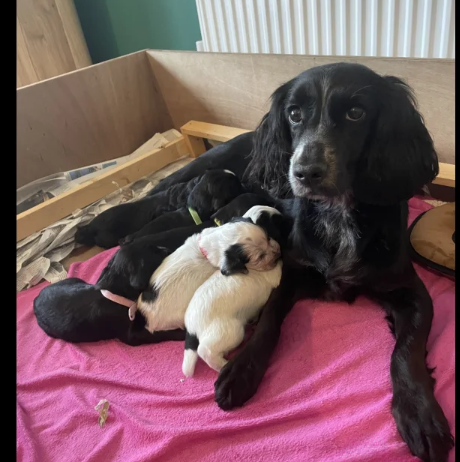 An incredible litter of Cocker Spaniel puppies for sale in Carnforth, Lancashire.