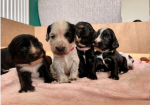 An incredible litter of Cocker Spaniel puppies for sale in Carnforth, Lancashire.