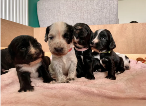 An-incredible-litter-of-Cocker-Spaniel-puppies-for-sale-in-Carnforth-Lancashire.-4