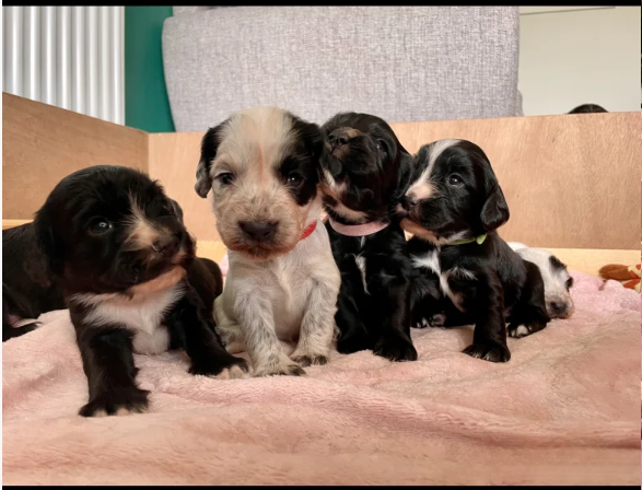 An-incredible-litter-of-Cocker-Spaniel-puppies-for-sale-in-Carnforth-Lancashire.-4