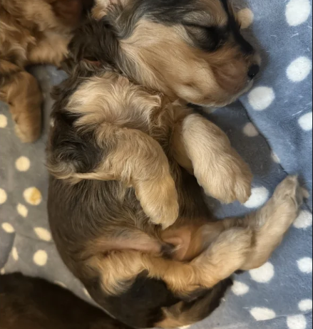 Beautiful F1 Cockapoos puppies for sale in Hedge End, Hampshire.