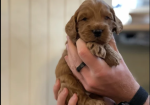 Beautiful F1 Cockapoos puppies for sale in Hedge End, Hampshire.