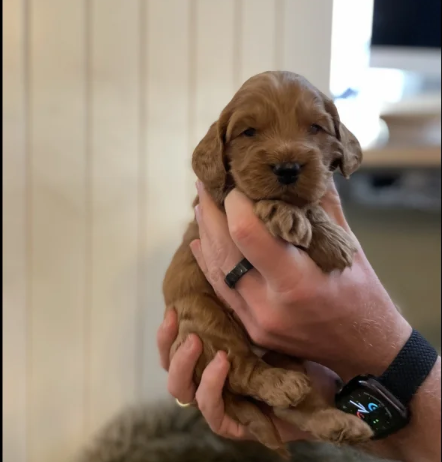 Beautiful F1 Cockapoos puppies for sale in Hedge End, Hampshire.