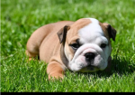 Champion sired kc reg bulldog puppies for Sale in Nottingham, Nottinghamshire