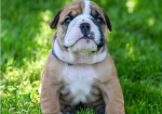 Champion sired kc reg bulldog puppies for Sale in Nottingham, Nottinghamshire