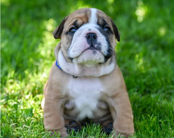 Champion sired kc reg bulldog puppies for Sale in Nottingham, Nottinghamshire