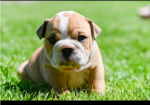 Champion sired kc reg bulldog puppies for Sale in Nottingham, Nottinghamshire