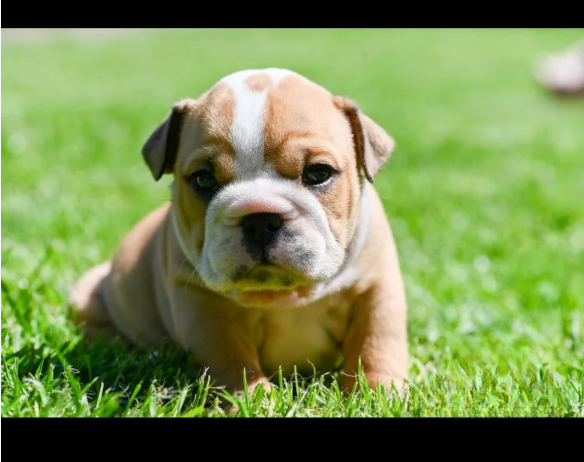 Champion sired kc reg bulldog puppies for Sale in Nottingham, Nottinghamshire