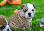 Champion sired kc reg bulldog puppies for Sale in Nottingham, Nottinghamshire