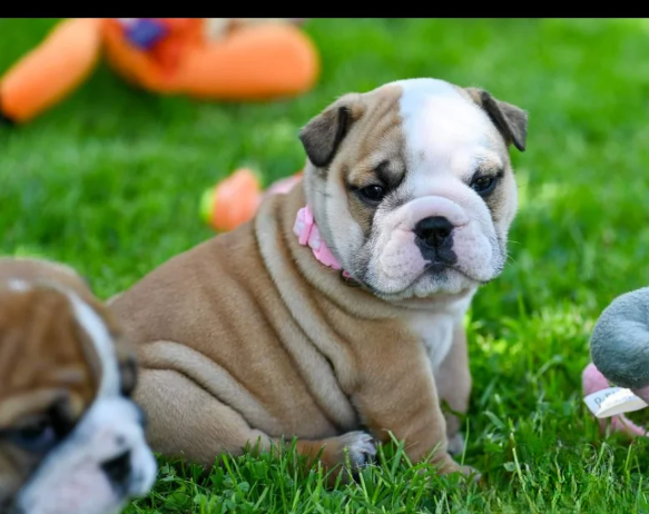 Champion sired kc reg bulldog puppies for Sale in Nottingham, Nottinghamshire