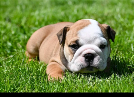 Champion-sired-kc-reg-bulldog-puppies-for-in-Nottingham-Nottinghamshire