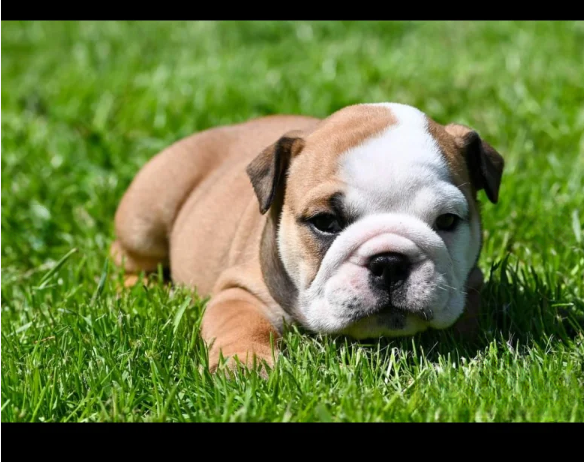 Champion sired kc reg bulldog puppies for Sale in Nottingham, Nottinghamshire