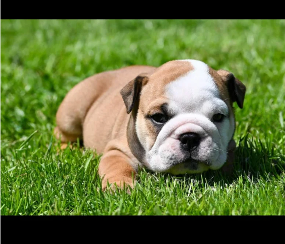 Champion-sired-kc-reg-bulldog-puppies-for-in-Nottingham-Nottinghamshire