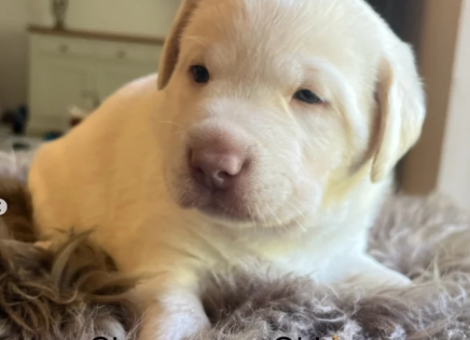 CharcoalChampagne-Labrador-retrievers-that-have-undergone-KC-reg-health-tests-puppies-for-sale-in-Atherstone-Warwickshire-2