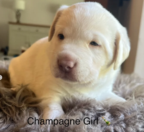 Charcoal Champagne Labrador retrievers that have undergone KC reg health tests puppies for sale in Atherstone, Warwickshire