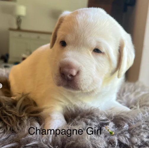 CharcoalChampagne-Labrador-retrievers-that-have-undergone-KC-reg-health-tests-puppies-for-sale-in-Atherstone-Warwickshire-2