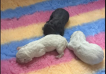 Charcoal Champagne Labrador retrievers that have undergone KC reg health tests puppies for sale in Atherstone, Warwickshire