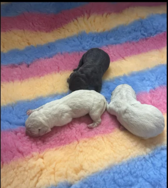 Charcoal Champagne Labrador retrievers that have undergone KC reg health tests puppies for sale in Atherstone, Warwickshire