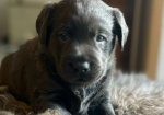 Charcoal Champagne Labrador retrievers that have undergone KC reg health tests puppies for sale in Atherstone, Warwickshire