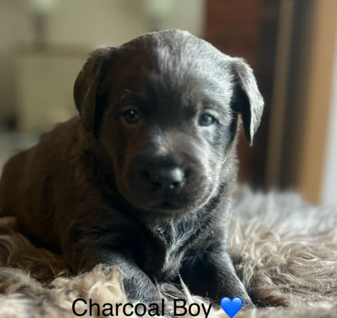 Charcoal Champagne Labrador retrievers that have undergone KC reg health tests puppies for sale in Atherstone, Warwickshire