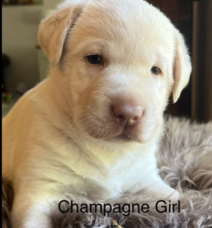 Charcoal Champagne Labrador retrievers that have undergone KC reg health tests puppies for sale in Atherstone, Warwickshire