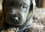 Charcoal Champagne Labrador retrievers that have undergone KC reg health tests puppies for sale in Atherstone, Warwickshire