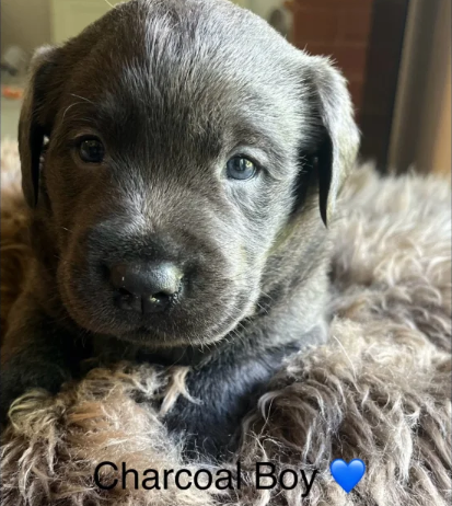 Charcoal Champagne Labrador retrievers that have undergone KC reg health tests puppies for sale in Atherstone, Warwickshire