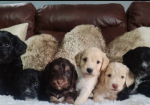 DNA health Tested F1 Toy Cockapoo puppies for sale in Pershore, Worcestershire.