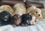 DNA health Tested F1 Toy Cockapoo puppies for sale in Pershore, Worcestershire.