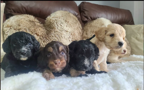 DNA health Tested F1 Toy Cockapoo puppies for sale in Pershore, Worcestershire.