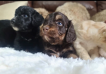 DNA health Tested F1 Toy Cockapoo puppies for sale in Pershore, Worcestershire.